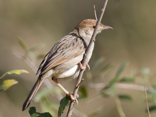 Ratelgraszanger (Cisticola chiniana)